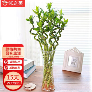 沭之美水培植物 转运竹10支约50cm高+30高六角玻璃花瓶 源头直发