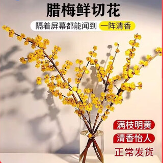 Green wintersweet fresh cut flowers dried branches magnolia flowers grown in water with long flowering period fresh flowers hydroponic plants bouquet living room decoration selected wintersweet branches 40cm 4 branches with flowery fragrance without bottles and soil