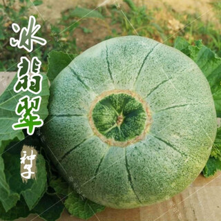 Ice jade melon seeds super sweet thin-skinned emerald cantaloupe spring and autumn early ripening four seasons balcony fruit seeds ice jade emerald melon seeds song fertilizer original new seeds 1 pack of approximately 95 pieces