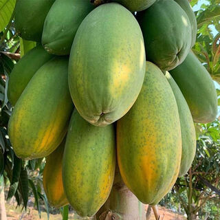 High-yielding papaya seeds, hainan red heart papaya seeds, milk papaya fruit seed seedlings, papaya seeds for all seasons, hongfei papaya seeds 100 capsules + rooting powder