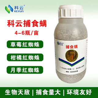 Keyun predatory mite natural enemy control resistant red spider, white spider, thrips, strawberry citrus rose, 30,000 bees*1