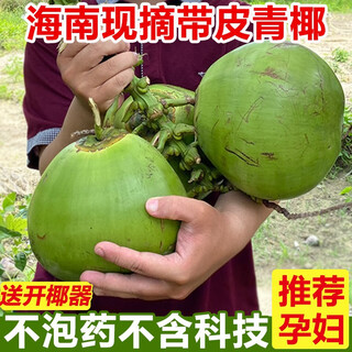 Fresh wood hainan wenchang large green coconut with skin fresh pregnant women fruit specialty coconut green freshly picked green skinned coconut coconut juice 4 packs