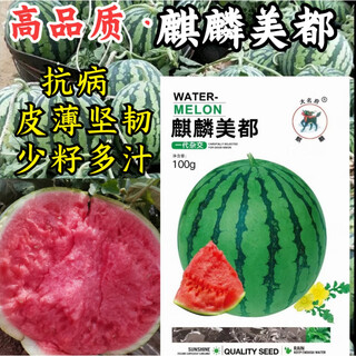 Kirin meidu watermelon seeds with thin skin, crack-resistant, few seeds, super sweet and crispy 8424 round watermelon meidu watermelon seeds, 200 pieces original kirin meidu 3 bags