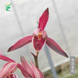 Wengyuan orchid ink orchid old species nanguo chunxiao flowers and leaves double art strong fragrance type diligent flowers and buds red flowers and green round potted plants nanguo chunxiao 1 seedling large strong seedling simple pot soil