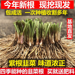 Four-season leek root seedlings, non-long-lasting leek seeds and root seedlings, southern seedlings, guangdong white root leek 1 pack