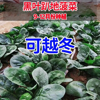 Black-leaf spinach seeds, low-lying spinach seeds, cold-resistant autumn and winter dwarf spinach, thick and non-greasy farm rapeseed, black-leaf spinach seeds, currently on sale, buy 1 song, 1 hair, 2 packs, 20 orders left