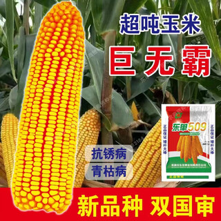 Spot new species dongdan 509 double national-approved twin short-stem extra-large cob high-yielding corn seed purple stem purple root lodging resistance big mac dongdan 509 five acres of land red axis long grain lodging resistance drought and pest resistance high temperature