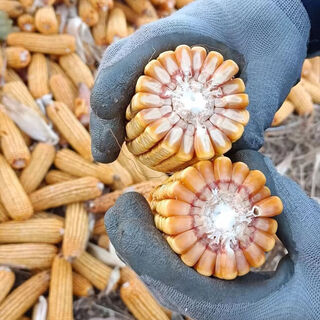 Dongfeng seed new seed rendement stable shengrui 218 semences de maïs très résistantes à la verse des maladies nuisibles dosage de l'arbre rouge nouvellement amélioré par acre + agent d'augmentation du rendement original factory academy of agricultural sciences ventes directes et livraison