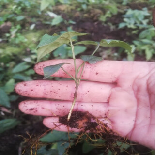 Golden gall bulbs, small bulbs for ground gall seeds, golden gall seedlings, seeds, wild sources, 10 small seedlings (about 10cm), bare roots without soil