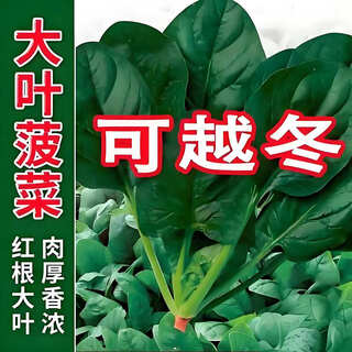 Big-leaf spinach seeds spinach seeds are easy to grow in all seasons. red-root spinach seeds can survive the winter and are cold-resistant for autumn sowing. vegetable pots. big-leaf spinach seeds 1 bag, about 500 pieces.