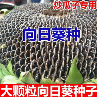 Large edible sunflower seeds melon seeds large plump sunflower seeds edible sunflower seeds promotion buy 1 get 1 free 2 packs 52 capsules