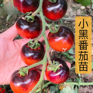 Xinning tomato seedlings complete collection tomato seedlings black tomato hairy powder millennium small tomato seedlings balcony small yard vegetable plants small black tomato seedlings 12 trees