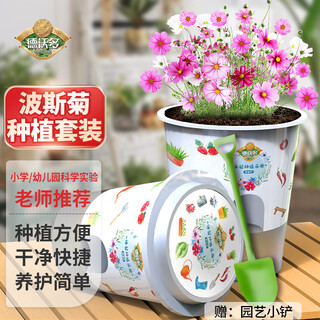 Devodo cosmos seeds diy children's fun planting potted set student plant observation cup children's day