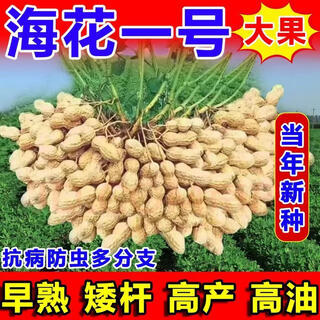 Haihua nr. 1 erdnusssamen der academy of agricultural sciences, neue sorte, geschält, dünne schale, große erdnusssamen, dünne schale, erdnusssamen der academy of agricultural sciences, originalsamen, 503 g (1 jin jin entspricht 0,5 kg) (in großpackungen verpackt)