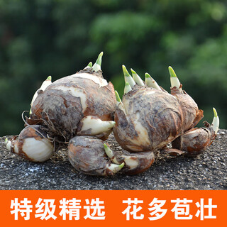 Li xin's special selection of large bulbs zhangzhou narcissus bulbs can be carved into exquisite water-cultured winter cold-resistant single-petal special selections 2 pieces 24-25cm (narcissus special selection)