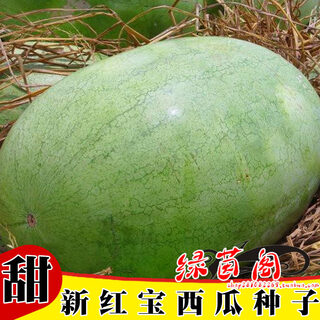 New hongbao watermelon seeds, green-skinned, large fruit, few seeds, high sugar content, giant lazy fruit seeds in all seasons in spring, new hongbao watermelon seeds, original 30 capsules