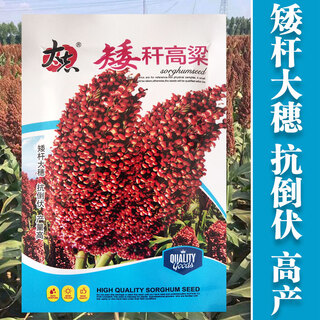 Nuoyou no. 1 sorghum seeds, high-yielding sorghum seeds for field cultivation, sorghum seeds, sorghum seeds, miscellaneous grains, easy to grow, dwarf sorghum 50 grams