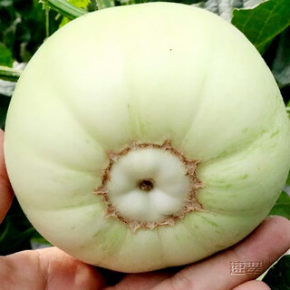 Nongzhi r ben tianbao melon seeds honeydew melon nongzhi fuji tianbao melon seeds 2g 2 bags