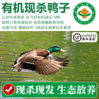 Organic free-range native duck, freshly killed duck meat, mallard duck, farm duck, whole duck egg poultry, organic male duck (1.8-2 jin after killing, equal to 0.5 kg/piece)