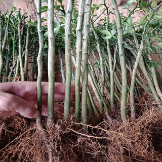 Citrus aurantium seedlings, wolfberry seedlings, fences, fences, fences, citrus aurantium seedlings, shell seedlings, small seedlings, large seedlings, citrus aurantium seedlings, 0.8/1 cm thick, 100 trees