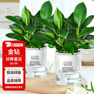 Hua weng jin diamond potted indoor plants shade tolerant flowers and green plants straight from the source 3 plants high 20cm + good morning pots 2 pots