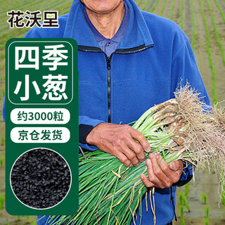 Huawoli four seasons chive seeds about 3000/10g vegetable seeds balcony potted garden field rapeseed