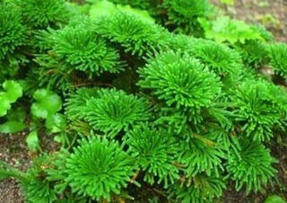 Shantou lincun selaginella nine-dead resurrection grass tabletop flowers and plants bonsai potted rockery combination absorbent stone calamus orchid. the whole nest of about 30~40 heads is dug on the same day. pallets are not included.