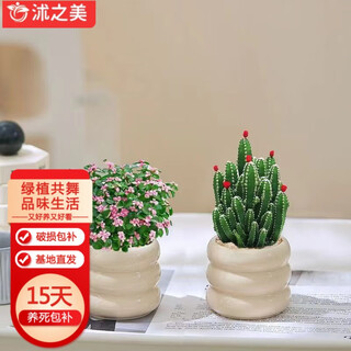 Shuzhimei succulents, green flowers, clusters of golden branches and jade leaves + jucai mountain + beige donut ceramic basin straight hair from the source