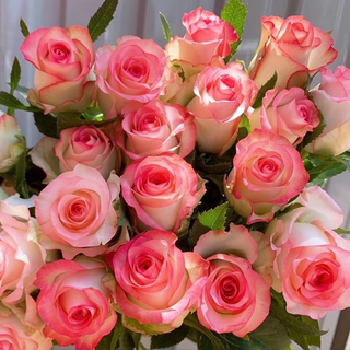 Qianqian whispering dounan base directa al por mayor flores de rosas entrega urgente a nivel nacional regalos para novias arreglos florales criados en agua flores reales elsa rosas 18 piezas + 2 piezas prevención de pérdidas