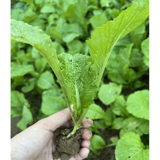 Qiuying mustard seedlings, shuidong mustard, large-meat sweet mustard seedlings, cabbage, lettuce, lettuce seedlings, balcony southern vegetable seeds, 10 mustard seedlings