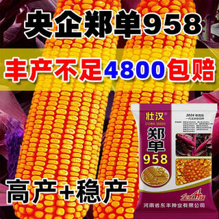 Complete collection of corn seeds approved by the academy of agricultural sciences, zhengdan 958, high yield, short stem, lodging and drought resistance, big stick new variety, baogu, live stalk mature, recommended by the academy of agricultural sciences, 3jin jin equal to 0.5kg, south-north tong seed germination rate is high + nutrition package