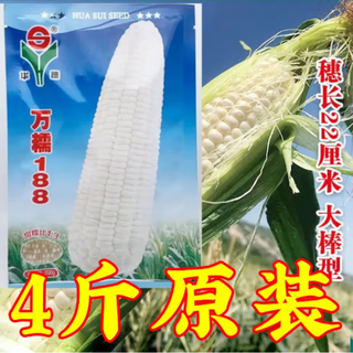 Neue arten auf lager wannuo 188 süßer wachsmaissamen wannuo 2000 weißer süßer wachsmaissamen, großer ohrtyp, kurzer stiel, süßer klebriger maissamen, neue art wannuo 188 süßer wachsmaissamen 2000 g