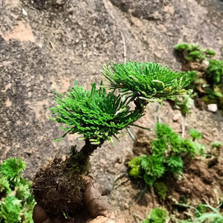 Shantou lincun selaginella nine-death resurrection grass tabletop flowers and plants bonsai potted rockery combination absorbent stone calamus orchid 1 tree with double seedlings welcome pine style does not include tray