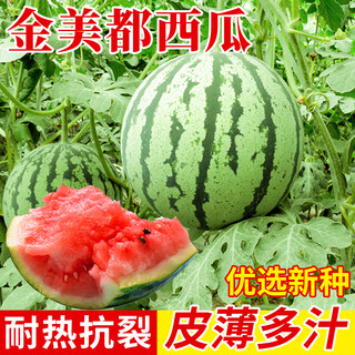 Planting notes: kirin watermelon seed zaojia 8424 has beautiful fruit shape, sweet flesh, thin and crispy skin, jinmeidu seeds, about 80 seeds in 5 grams of jinmeidu watermelon seeds (resistant to cracking)