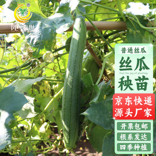 Fengming yashi luffa seedlings vegetable seedlings four seasons balcony vegetable seedlings summer seedlings seedling base field planting 5 luffa seedlings