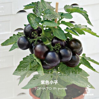 Tomato seeds, dwarf small tomatoes, tomato seedlings, potted plants, balcony potted vegetables and fruits, sown in all seasons, dwarf black tomatoes, 52 pieces selected ++