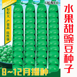 Sweet and crisp fruit pea seeds, long-lived pod pea seeds, good resistance, autumn and winter vegetable seeds, field base planting, cold-resistant and can survive the winter, fruit sweet pea seeds original 1 pack, about 50 seeds