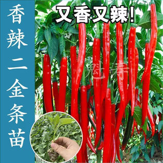 Sichuan spicy erjing seedlings, green and red line pepper seeds, disease resistant and high yield four seasons potted plants, balcony field planting, 6 erjing seedlings + gifts