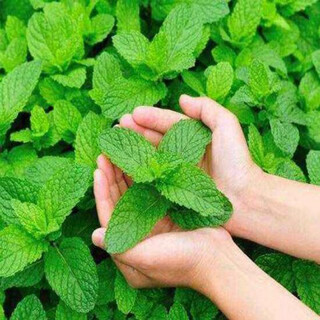 Edible mint seeds catnip potted plants for all seasons, indoor mosquito repellent plants on the balcony, easy to grow flowers and seeds, edible mint 100 capsules, pot not included