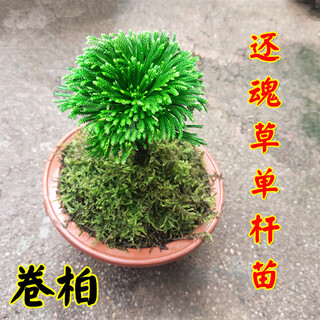 Shantou lincun selaginella nine-death resurrection grass tabletop flowers and plants bonsai potted rockery combination absorbent stone calamus orchid freshly dug single pole large-leaf selaginella no pallet included