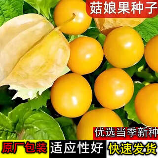 Huangguo seeds, lantern fruit seeds, outdoor field spring and summer easy-to-grow vegetable seeds, huangguo seeds, 5 packs, about 500 capsules