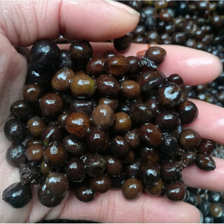 Chicken head rice seeds, gorgon seeds, aquatic plants, green plants, chicken head rice seeds, wild spiny lotus seeds, one jin jin is equal to 0.5 kilograms, thorny gorgon seeds, bare roots without soil