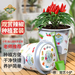 Devodo ornamental pepper seeds diy children's fun planting potted set student plant observation cup children's day
