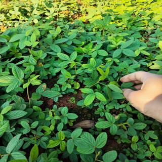 Thousands of jin jin is equal to 0.5 kilograms. pulled seeds, small-leaf red-skinned chinese medicinal materials, diao ma zhuang seeds, chinese herbal medicines, wild one-root seedlings, ground-burrowing wind saplings. thousands of jin jin is equal to 0.5 kilograms. pulled 10 seedlings (no buds and leaves in winter). pots not included.