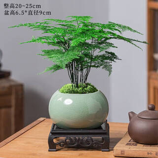 Hua weng potted plant chinese zen bonsai green plant asparagus bamboo + green ice cracked glazed pottery pot + bottom frame straight from the source
