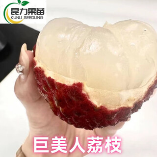 The latest variety of xiantao lychee seedlings, jumeiren grafted lychee seedlings, can be planted in pots and ground in the north and south. results in the same year. high seedling survival rate in 3 years. thickness: 1-1.2cm. jumeiren lychee seedlings.