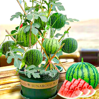 Farmer's son rock sugar kirin watermelon seed 8424 seedlings watermelon seeds southern seeds fruit hanging melon home planting hand treasure potted small watermelon seeds 20 capsules