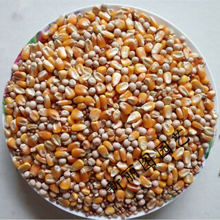 Is pigeon feed corn, sorghum, wheat, peas, pigeon food nutrition, pigeon food, bird food, pigeon food, pigeon food, young pigeons, 4 kinds of meat pigeons, 5 jin, jin is equal to 0.5 kg, packed