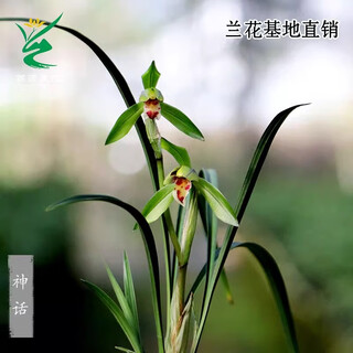 Wengyuan orchid, spring orchid, myth thin leaf grass, flower tongue colorful qinhua qinbud strong fragrance green plant potted plant, myth 5 seedlings, random high-end purple clay pot plants