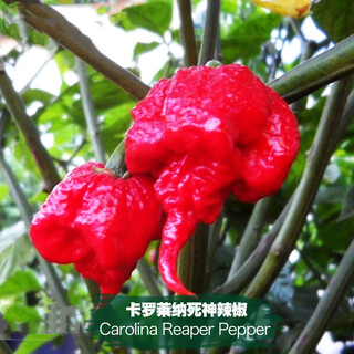Carolina reaper pepper seeds imported extra spicy devil pepper four-season potted vegetable seeds melon and fruit pepper seedlings carolina reaper pepper seeds 50 capsules + fertilizer